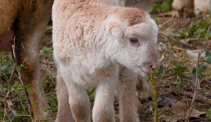 Bu cins olduqca gəlirlidir - Çox bala və ət verir, xəstəliyə dözümlüdür 