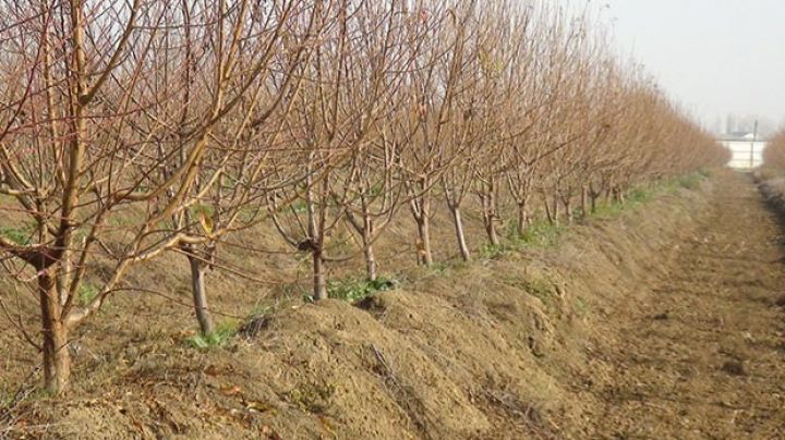 Dövlət  Agentliyi meyvə bağları yaradacaq - 2,2 MİLYON MANATLIQ SİFARİŞ