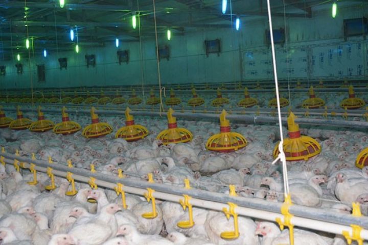 Azərbaycanda yeni quşçuluq şirkəti yaradılıb