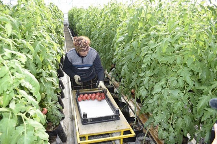 Rusiyadan pomidor idxalına yeni tələblər - CAVAB VERMƏYƏN GERİ QAYTARILACAQ