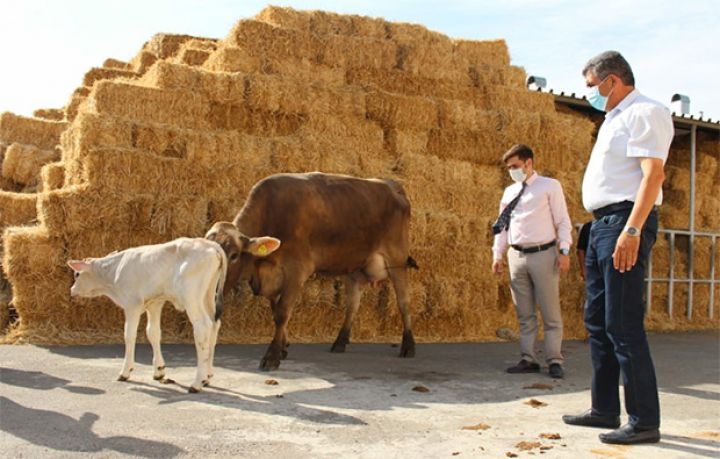 Azərbaycan yüksək məhsuldarlığa malik cins heyvanlar yetişdiriləcək - PİLOT LAYİHƏ