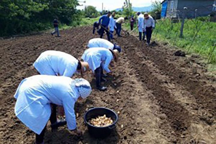 Bu bitki Lənkəranda ilk dəfə əkilir