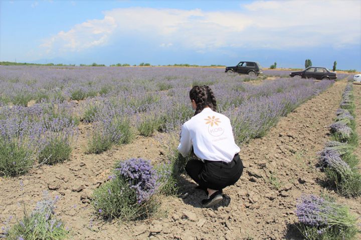 Lavanda təsərrüfatında məhsul yığımına başlanılıb