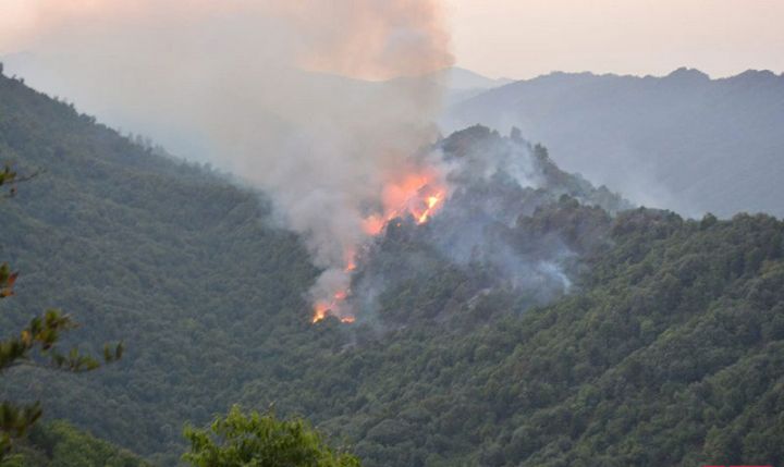 Lənkəranda meşəlik ərazdə baş verən yanğın söndürülüb