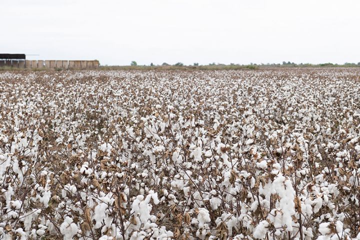 Azərbaycanda pambığın alış qiyməti artırıldı - MƏBLƏĞ