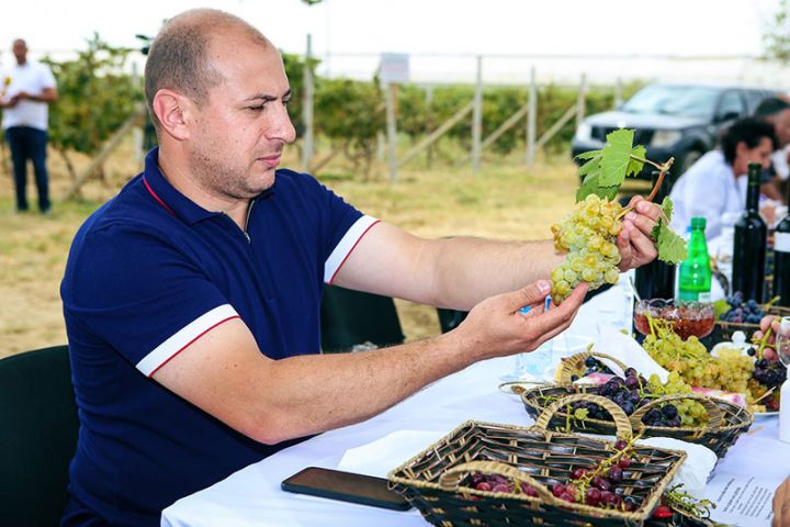 Yeni hibrid üzüm sortu “Gəncəvi”nin dequstasiyası keçirilib