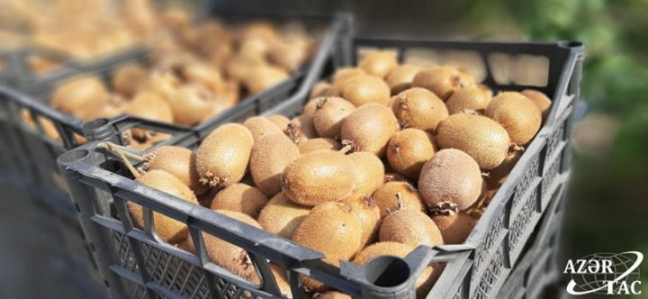 Azərbaycanda salınacaq kivi bağlarına görə əlavə subsidiya veriləcək