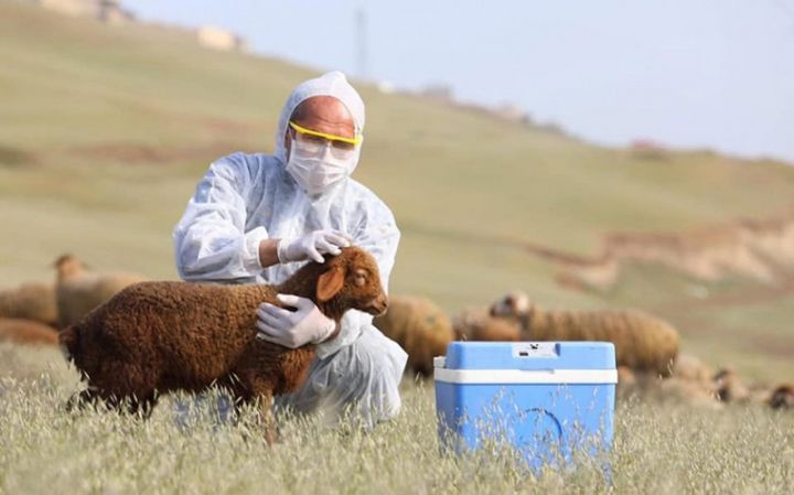Azərbaycanda özəl baytarlıq xidmətinə keçid prosesinə start verilir