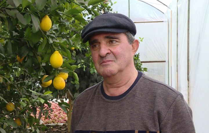 Tovuzda istixana şəraitində limonun biznesini qurub