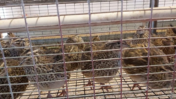 Əti və yumurtasına tələbat artıb - ALICILARA 2 MANATA TƏKLİF EDİLİR