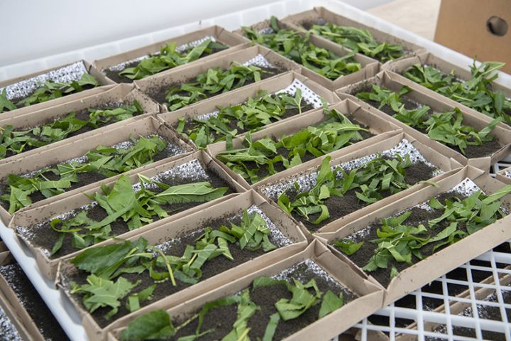 İpəkqurdu toxumunun paylanması başa çatdı