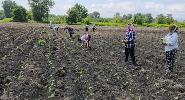 Yaponiya şirkətinin törəməsi Azərbaycanda 380 hektarda tütün əkib