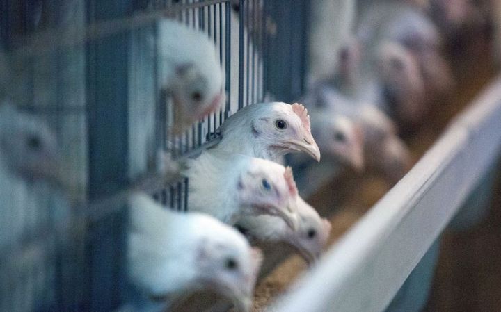 Azərbaycandan diri quşların tranzitinə müvəqqəti məhdudiyyət qoyulub