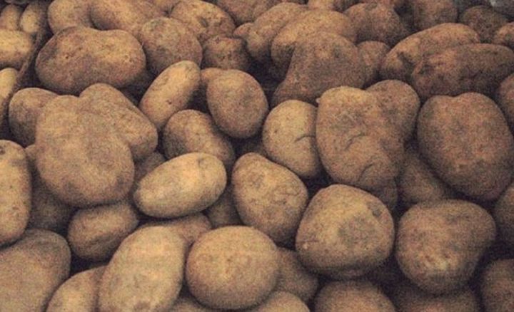 Azərbaycan Rusiyadan gətirilən kartofun yararsız olduğunu aşkarladı