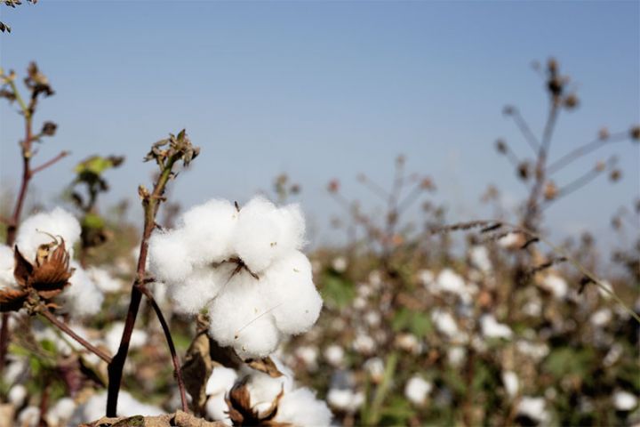 Türkiyə şirkətinin pambıq sortunun Azərbaycanda məhsuldarlığı gözləntiləri aşıb - FOTO, VİDEO