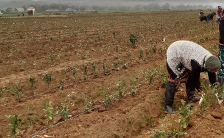“Beta” şirkəti  ölkəmizdə ilk dəfə çiling üsulu ilə artırılmış tinglər ilə yeni çay plantasiyaları salır