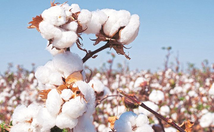 Hər tonuna görə 170 manat subsidiya ödəniləcək