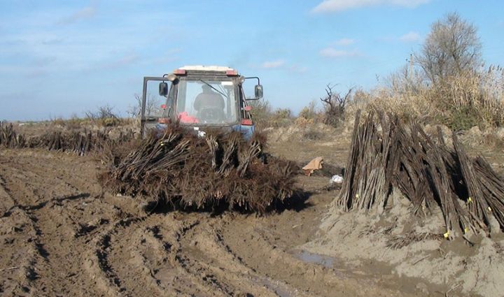 Azərbaycanda Türkiyədən gətirilən yeni heyva sortundan bağ salınır
