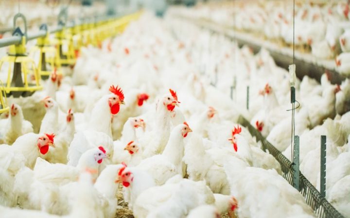 Azərbaycanın quşçuluq müəssisəsi tam gücü ilə işləmək üçün pul axtarır