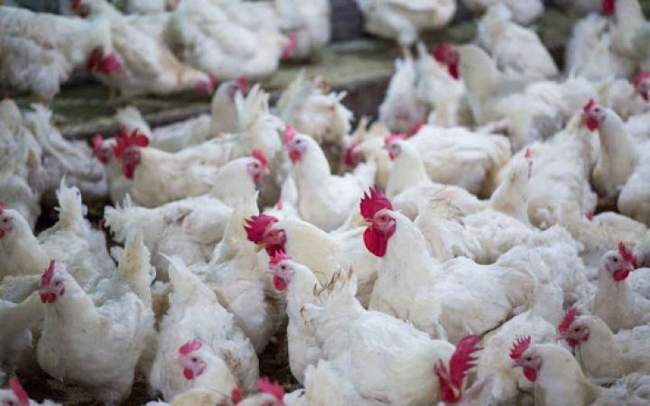 Naxçıvanda Dövlət Məşğulluq Agentliyi quşçuluq şirkəti yaradıb