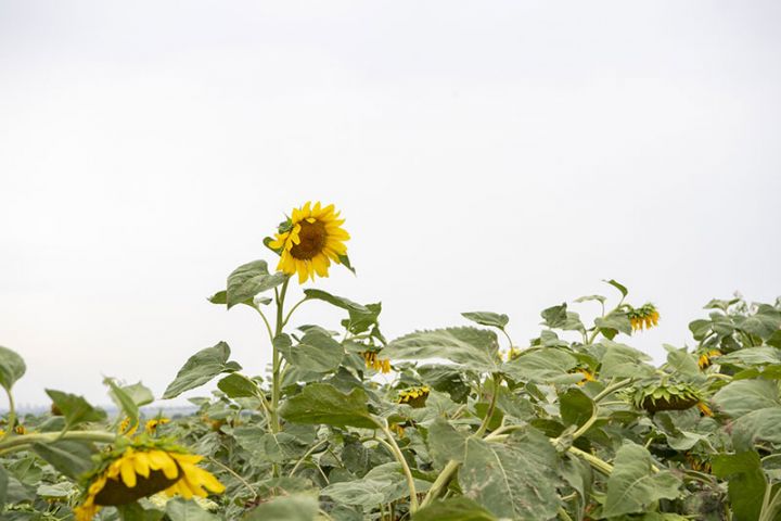 Nazir günəbaxan əkən fermerlərlə görüşüb