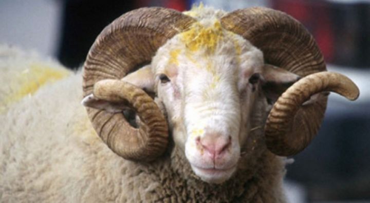 Qurbanlıq qoyunlar onlayn satılacaq