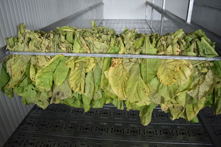 Yaponiya şirkəti Zaqatalada tütünqurutma məntəqəsi açıb