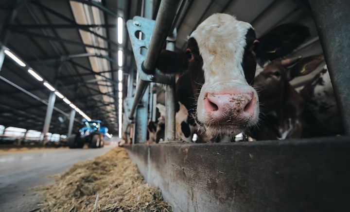 Ötən il 1000 tondan artıq ət satan aqropark ətlik cins heyvanların satışına başlayacaq