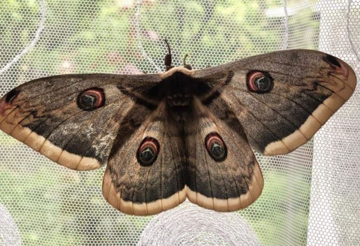 Azərbaycan alimləri vəhşi ipəkqurdunun yetişdirilməsi üsulunu ixtira ediblər