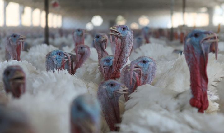 Türkiyədən gətirilən hind quşu dərisi məhsulunun satışına icazə verilmədi