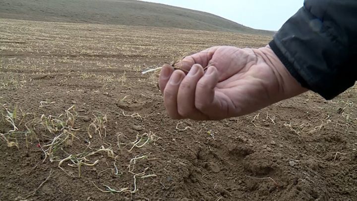 Azərbaycanda taxıl sahələrini qasırğa vurdu – BÖYÜK ZƏRƏR