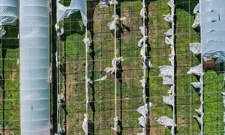 Aqrar Sığorta Fonduna kütləvi müraciətlər başladı – ÇOXSAYLI SIĞORTA HADİSƏLƏRİ