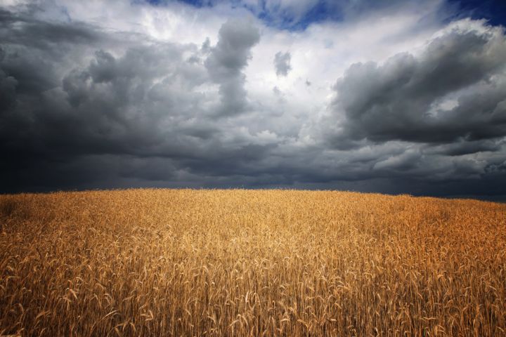 FAO: Ukraynadakı münaqişə kəskin ərzaq qıtlığına səbəb olub