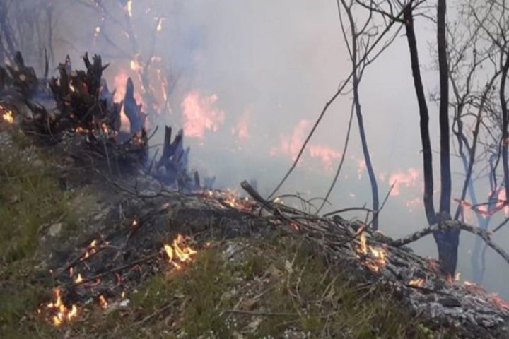 FHN Qəbələdəki yanğınla bağlı məlumat yaydı