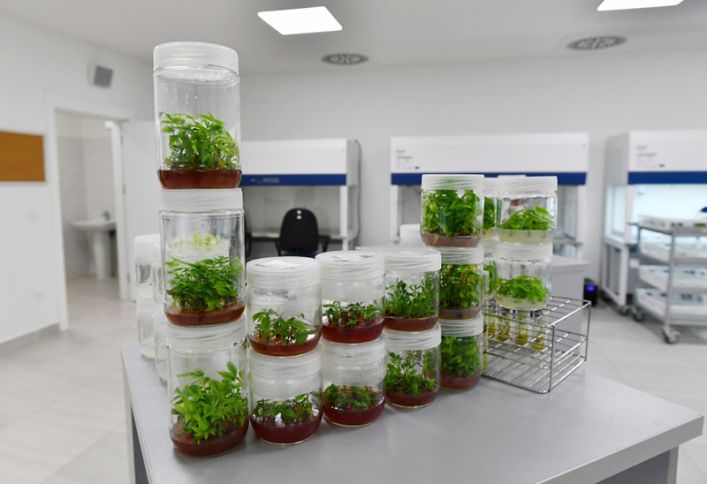 “Kəmiyyət dalınca getsək, o meyvələri itirə bilərik"