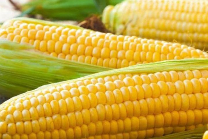 Azərbaycan qarğıdalı idxalını kəskin artırıb