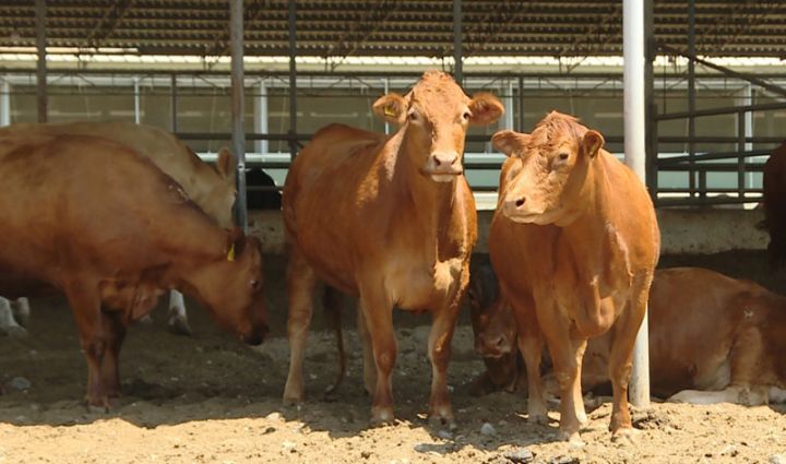 “Çəkisi 1 tona çatan cins heyvanlar yetişdiririk”