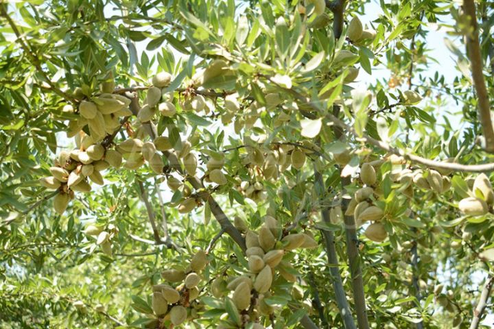 "Ötən il məhsuldarlıq aşağı oldu. Bu il isə məhsul boldur"