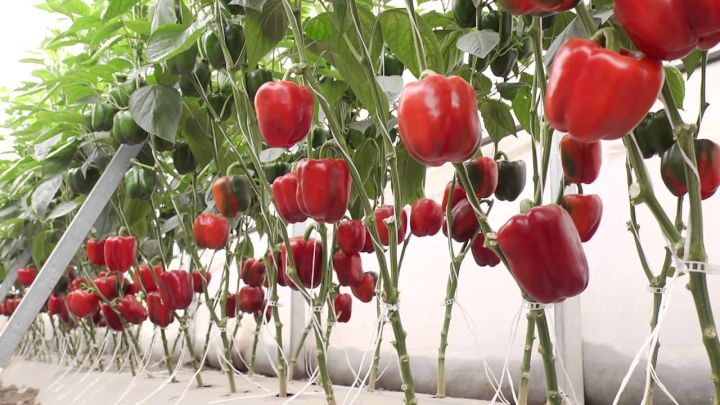 Azərbaycana xaricdən gətirilən “Monsanto" bibər toxumunda virus aşkarlanıb