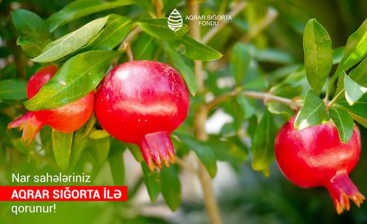Azərbaycanda nar bağlarının güzəştli sığortası başlayıb - ŞƏRTLƏR, QİYMƏTLƏR, MƏBLƏĞLƏR