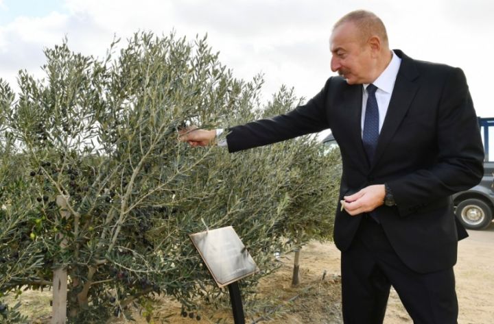 Regionda ən böyük zeytun yağı və süfrəlik zeytun məhsullarının emalı zavodu açıldı - FOTOLAR