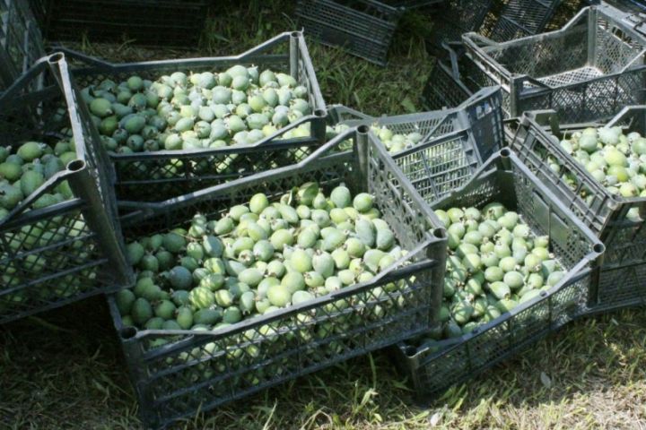 Rusiyaya ixrac dayandığı üçün qiyməti düşüb