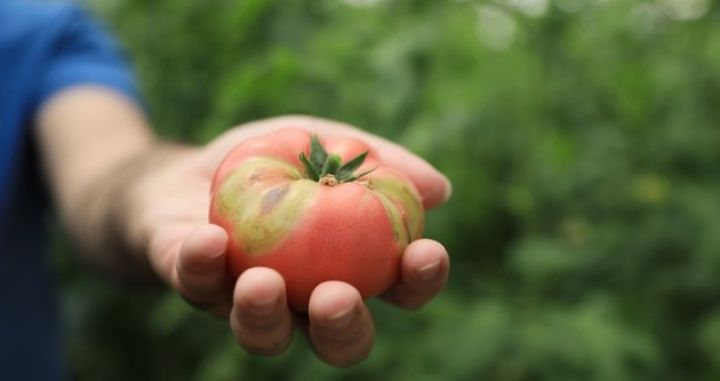 "Viruslar aşkar edilib, təsərrüfatlarda hektarlarla ərazidə bütün bitkilər məhv edilib"