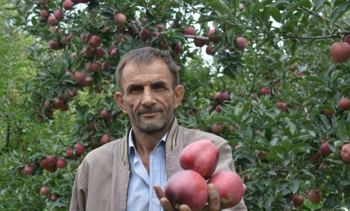 "Bağa on dəfədən çox dərman çiləmişik, yenə də almaların xeyli hissəsi qurdludur" - DƏRMANLAR KEYFİYYƏTSİZDİR