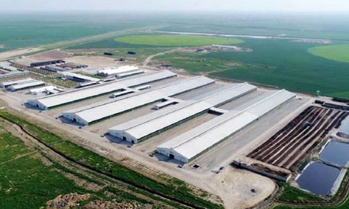 Azərbaycanda yeni ətlik və südlük istiqamətli aqroparklar yaradılır