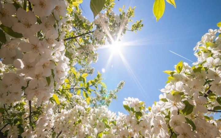 Sabahın hava proqnozu açıqlandı