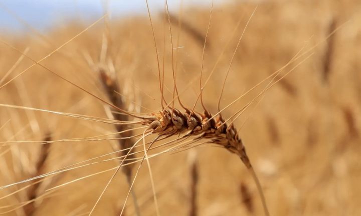 Qazaxıstanda rekord həcmdə taxıl yığılıb