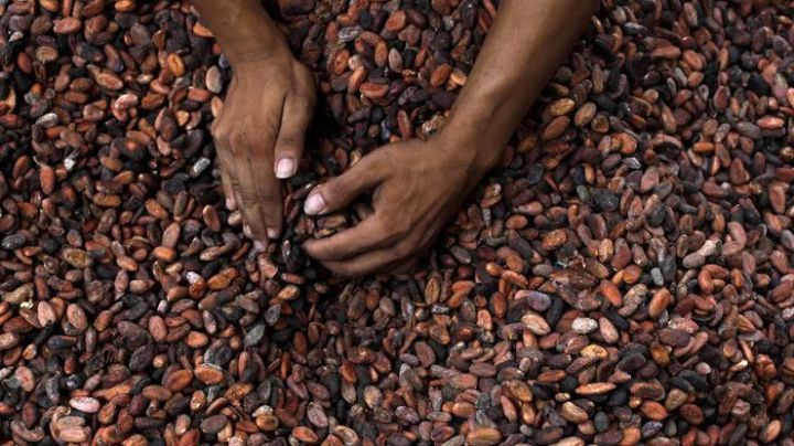 Kakaonun qiyməti son 6 ayın ən yüksək səviyyəsində