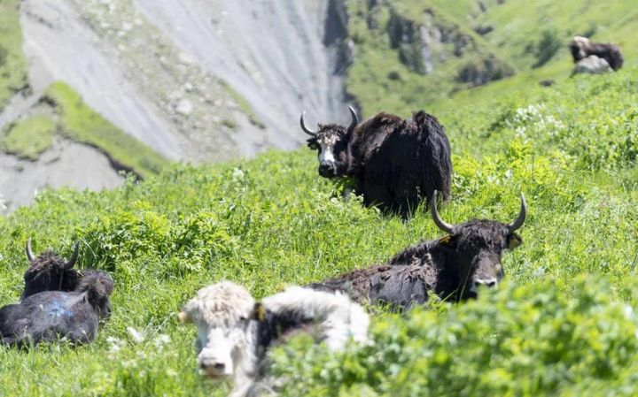 Silk Way West Airlines Qırğızıstandan Azərbaycana yak daşınmasını uğurla həyata keçirib