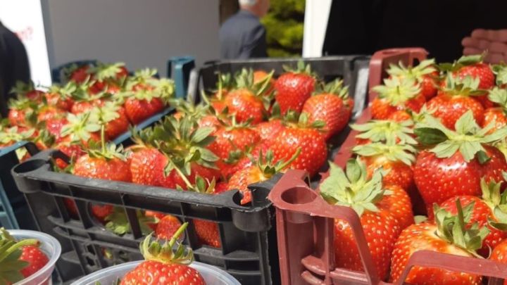 Məhsul boldur, qiyməti 4 dəfə aşağı düşüb